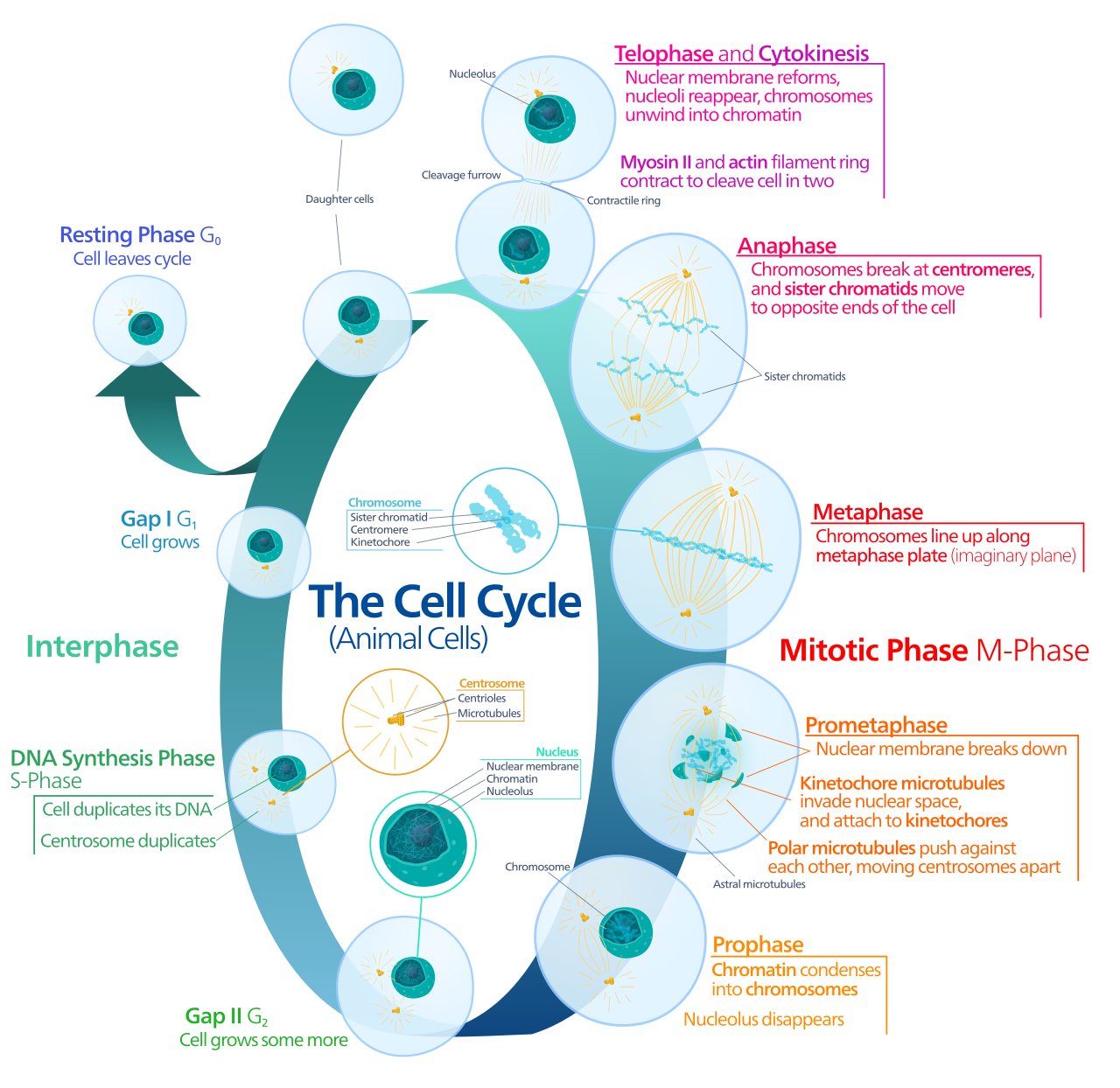 Molecular signaling cascade: receptor binding, phosphorylation kinetics, and transcriptomic activation.