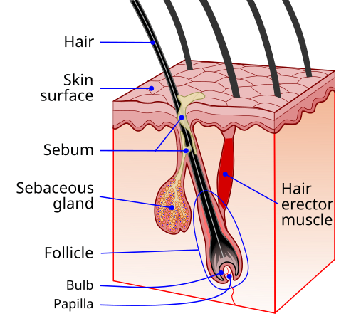 Dermatoscopic high-magnification trichoscopy comparing baseline follicular architecture to treated scalp.