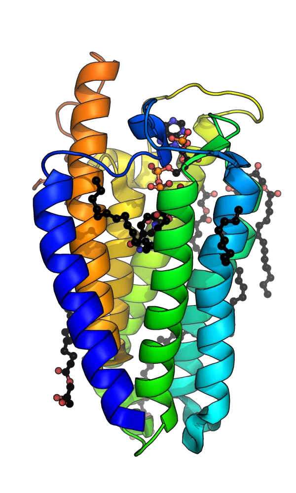 5-alpha reductase: the enzyme finasteride and dutasteride inhibit upstream of clascoterone.