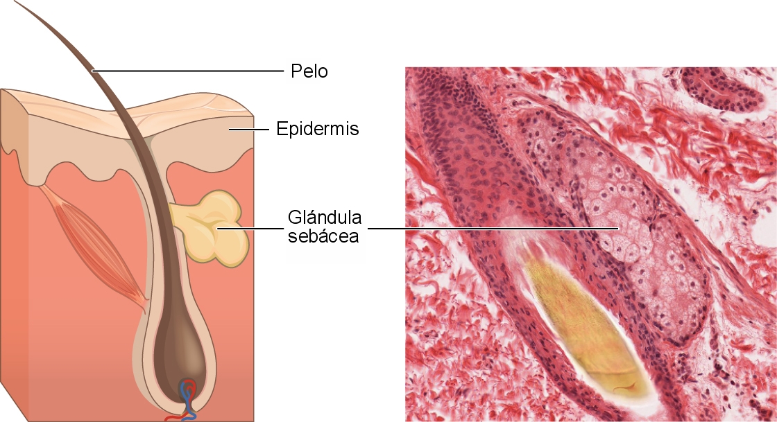 Illustration from Anatomy &amp; Physiology, Connexions Web site. http://cnx.org/content/col11496/1.6/ , Jun 19, 2013.