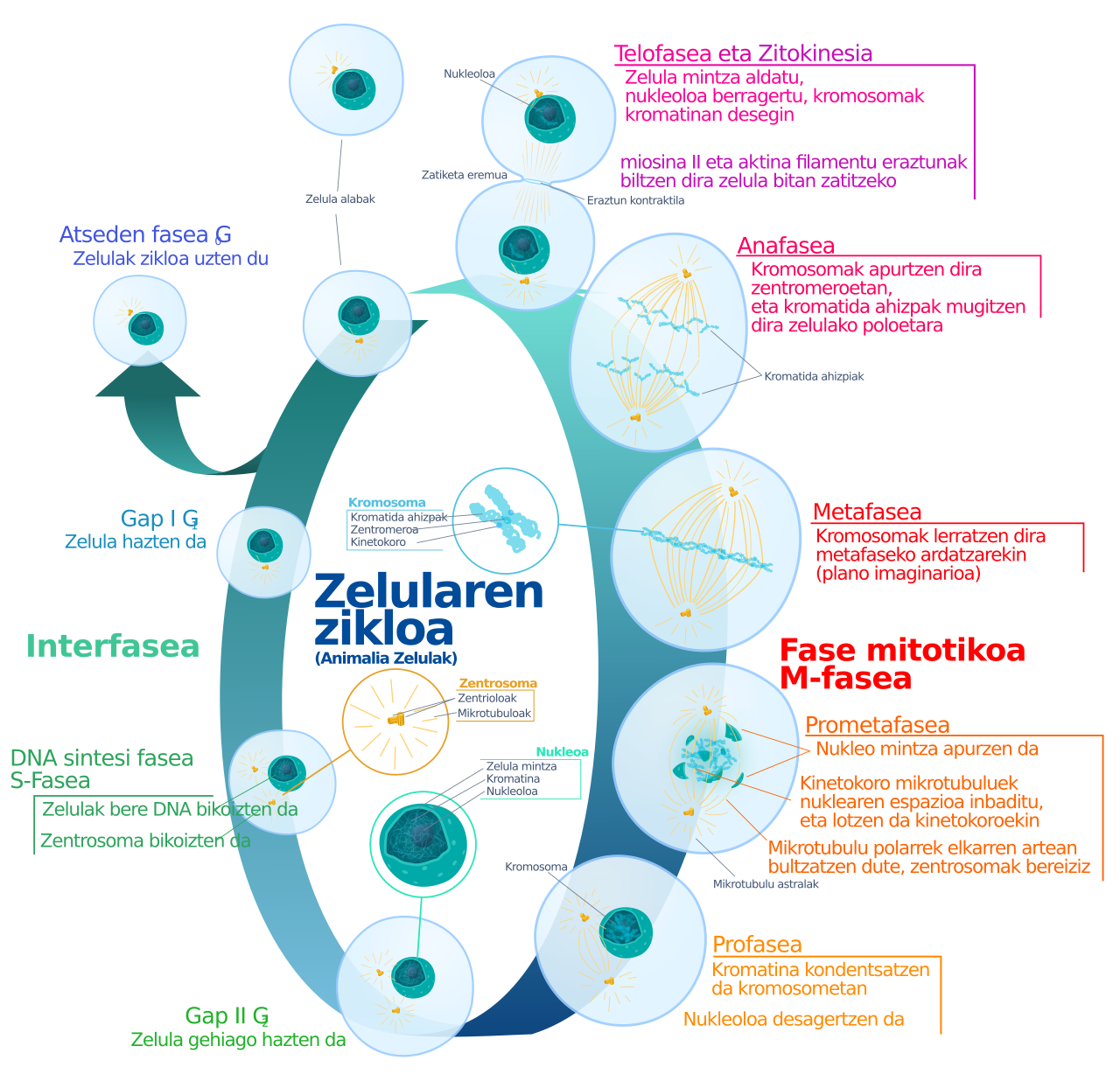 Molecular signaling cascade: receptor binding, phosphorylation kinetics, and transcriptomic activation.