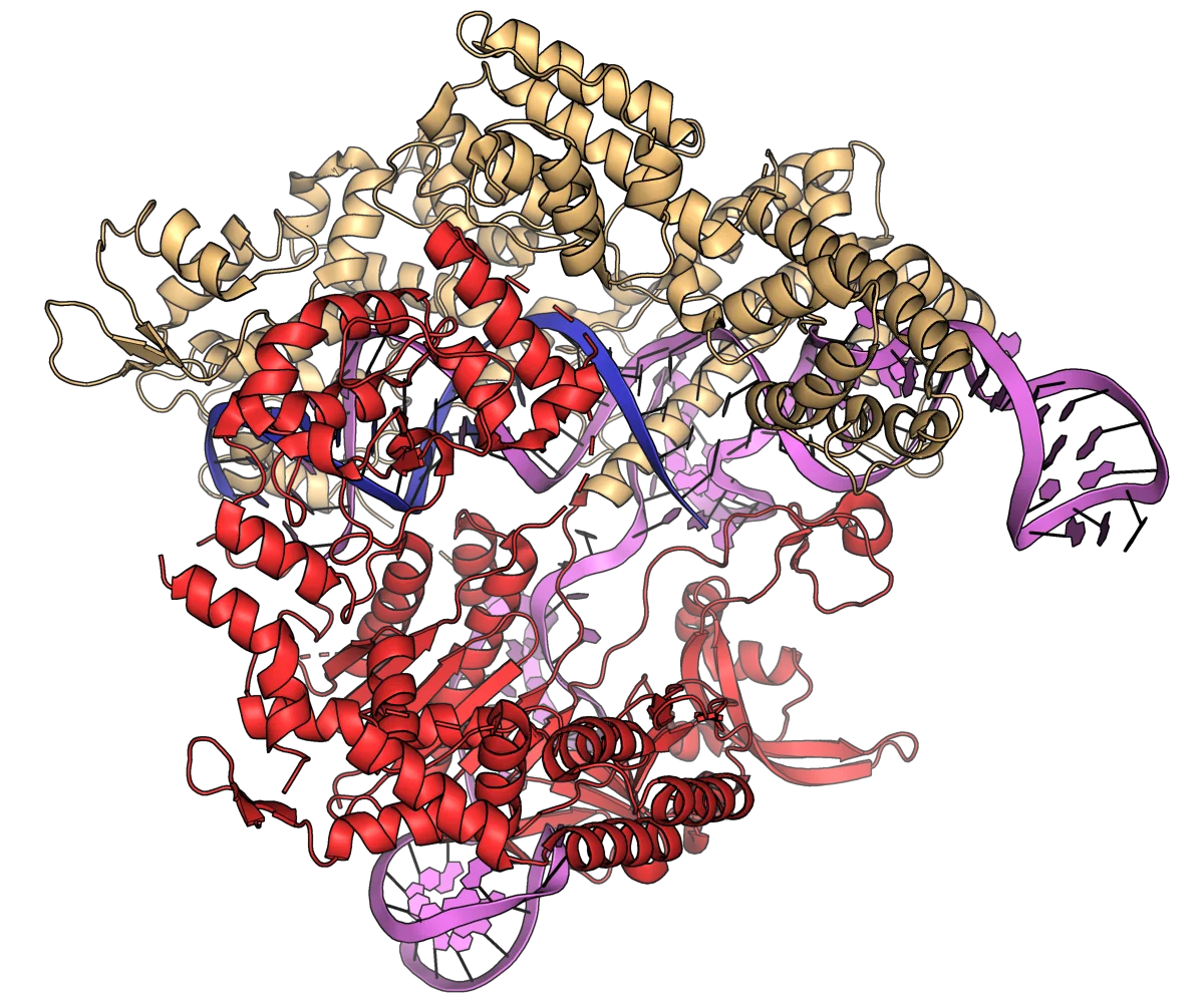 Cas9 endonuclease, the molecular scissors of CRISPR.