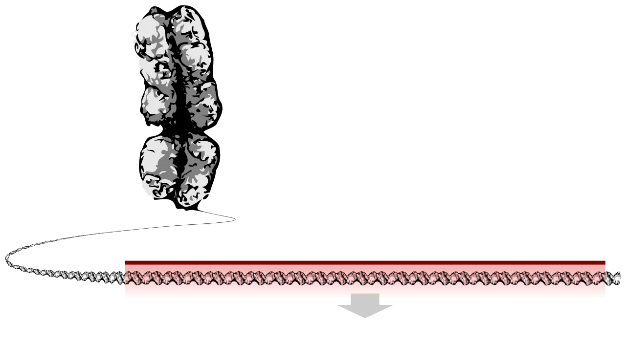 DNA double helix, the substrate that CRISPR edits.