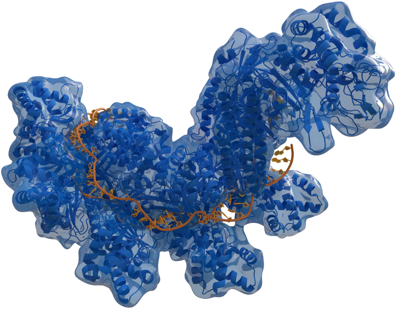 CRISPR for Androgenetic Alopecia: The First Human Safety Data Has Arrived