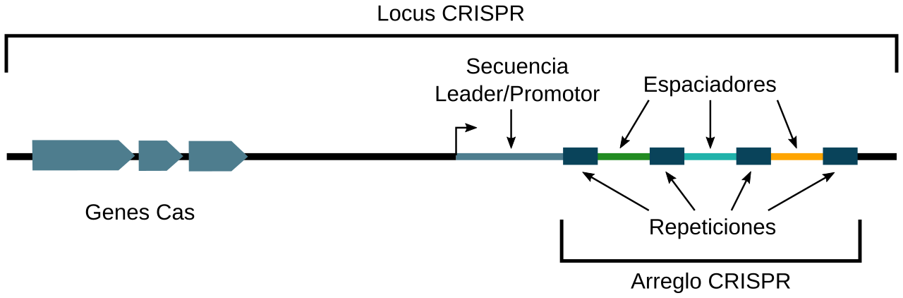 Ülevaade CRISPR klastrist genoomis