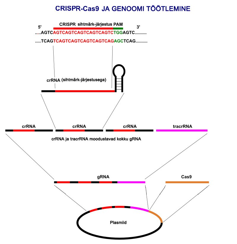 Molecular signaling cascade: receptor binding, phosphorylation kinetics, and transcriptomic activation.