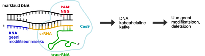 Cas valgu seostumine märklaud DNAga