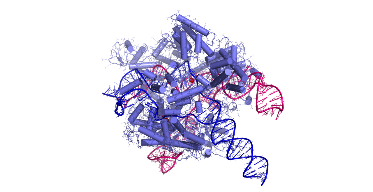 CRISPR/Cas9 genome editing technology. Three-dimensional structure of spCas9 ID 5Y36 from the Protein Data Bank (PDB) database. Structural image was prepared with the PyMOL Molecular Graphics System, Version 2.0 Schrödinger, LLC and Adobe Illustrator.