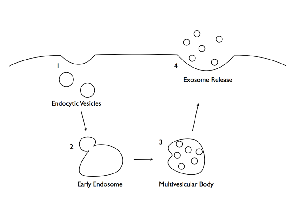 Molecular signaling cascade: receptor binding, phosphorylation kinetics, and transcriptomic activation.