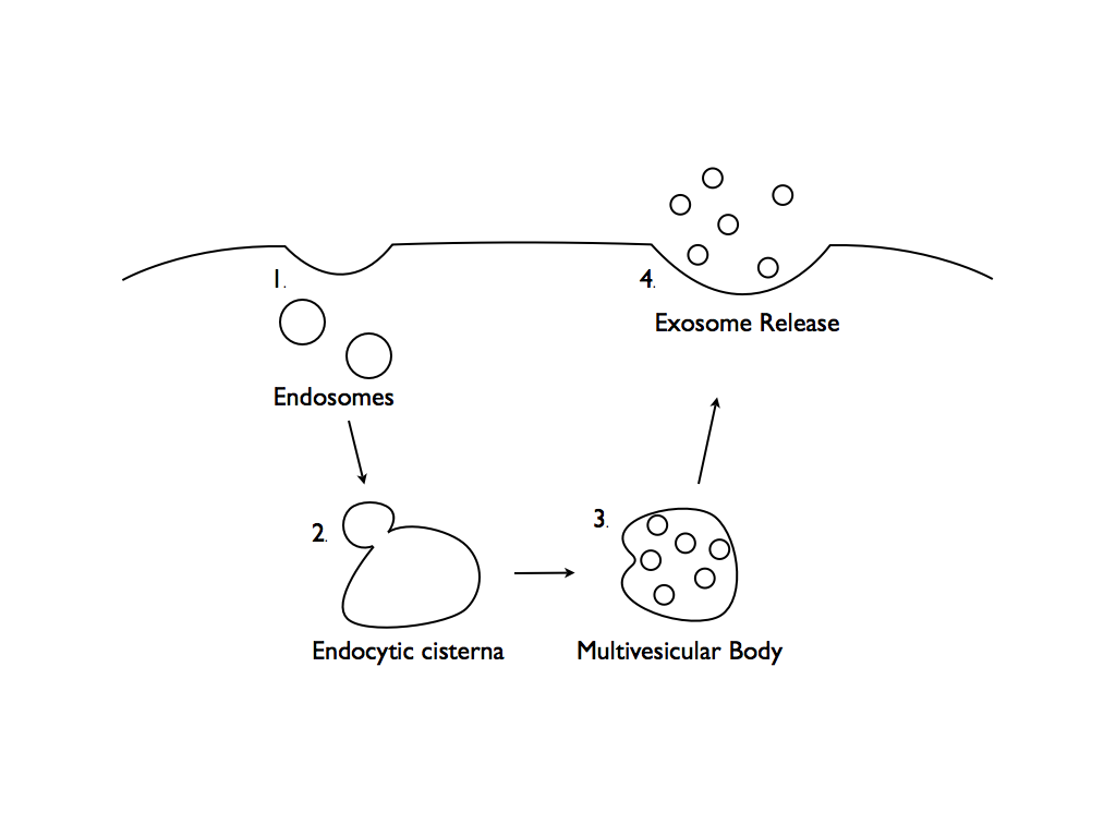 Exosome Therapy for Hair Loss: A New Frontier in Regenerative Medicine