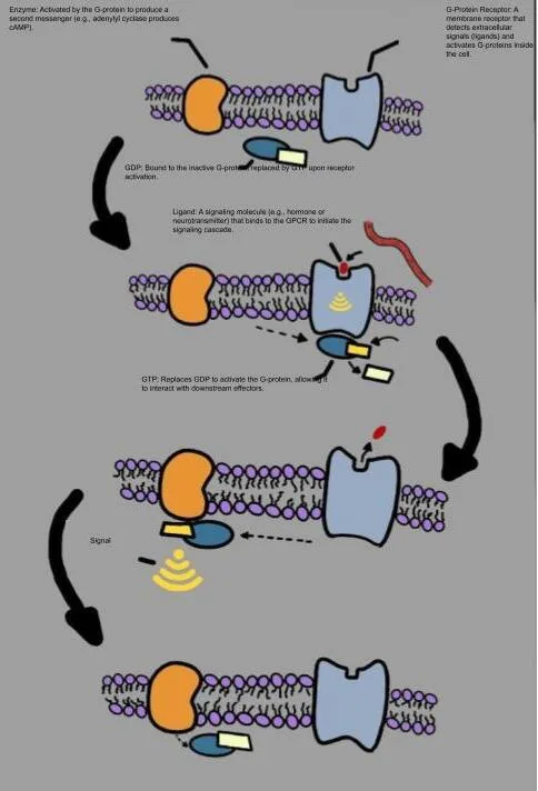 Paracrine cell signalling, the mechanism by which exosomes act.