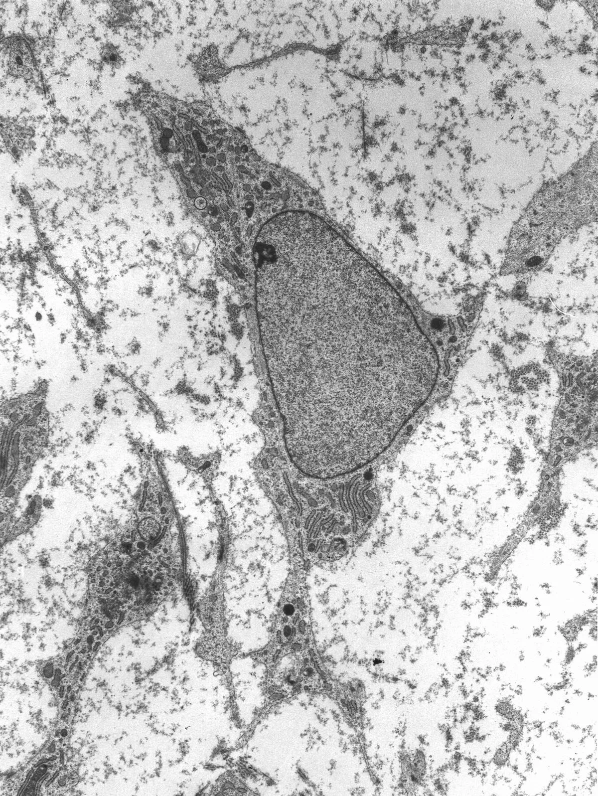 Pluripotent stem cells provide an unlimited source of follicle progenitor cells.