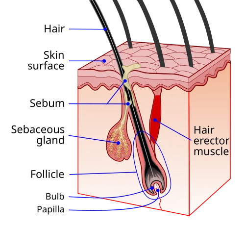 Hair Follicle Cloning Is Closer Than You Think, And Further Than You Hope