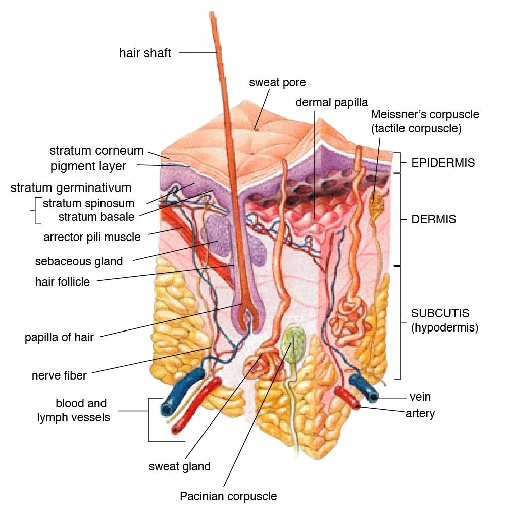 Dermal papilla cells: what HairClone banks for future regenerative use.