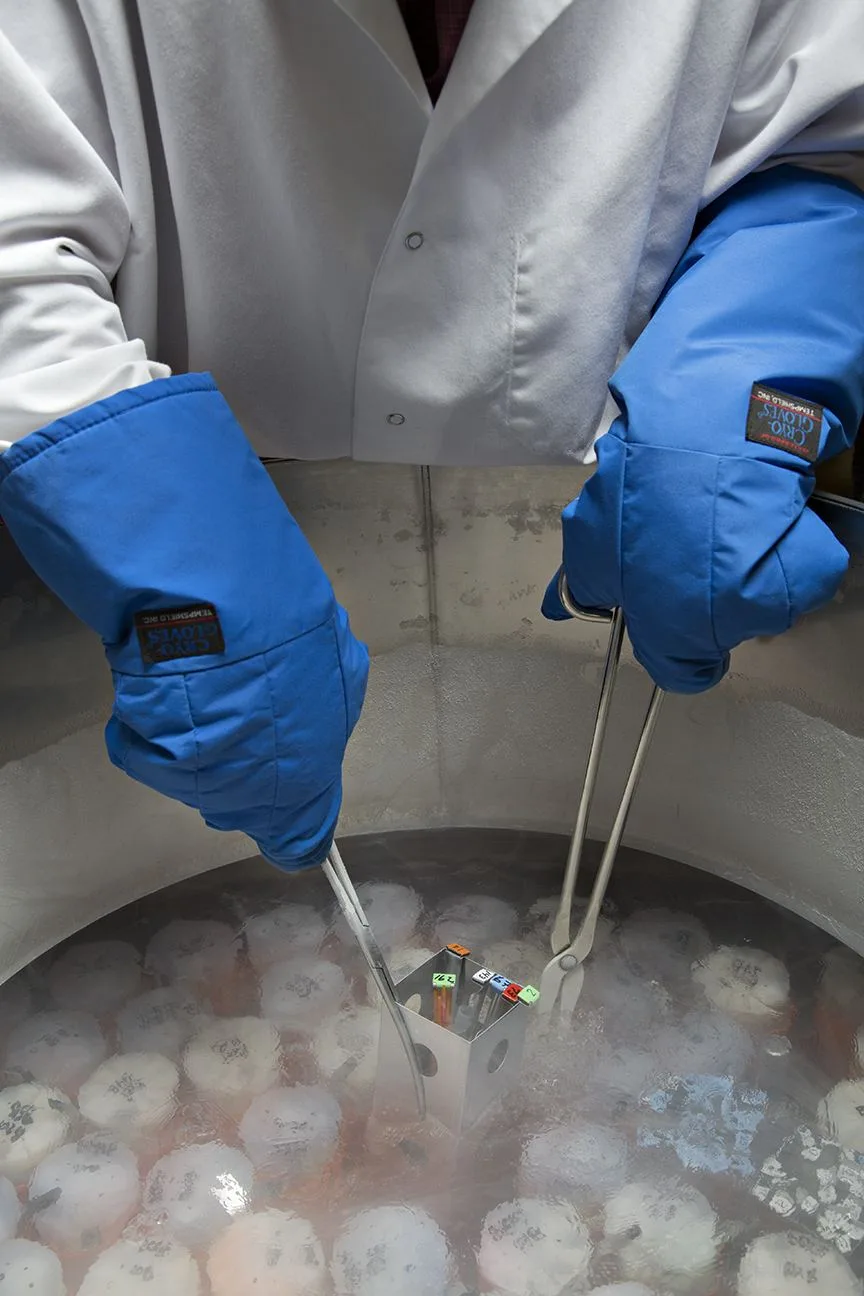 Cryopreservation, the long-term storage method used to preserve cells.