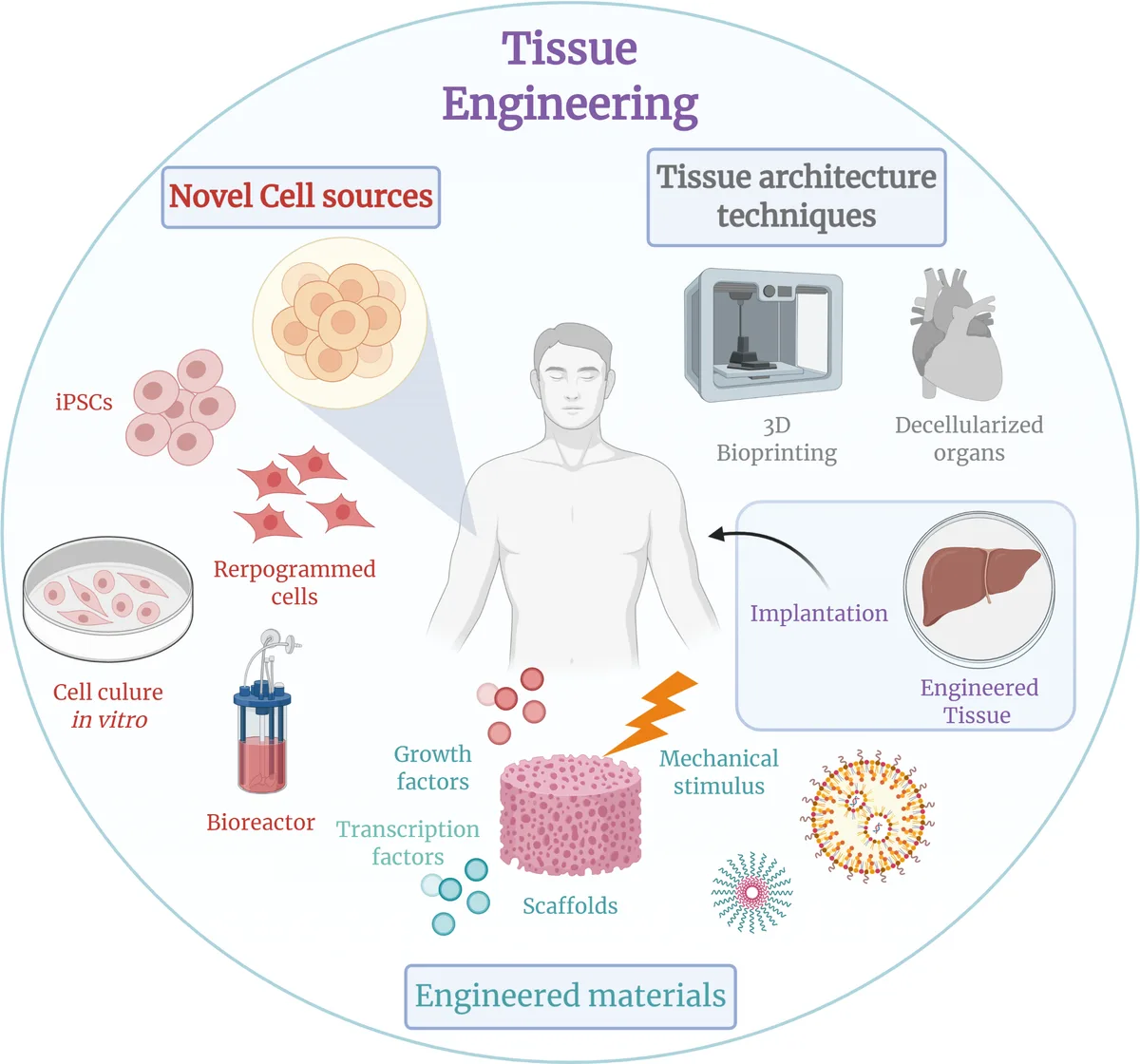 Tissue engineering principles guide the expansion and re-implantation of banked cells.