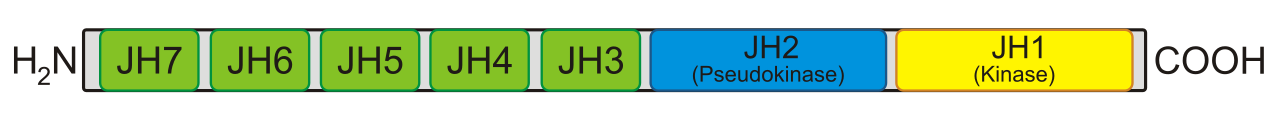 Quantitative hair shaft diameter and terminal hair count tracking across clinical trial timelines.