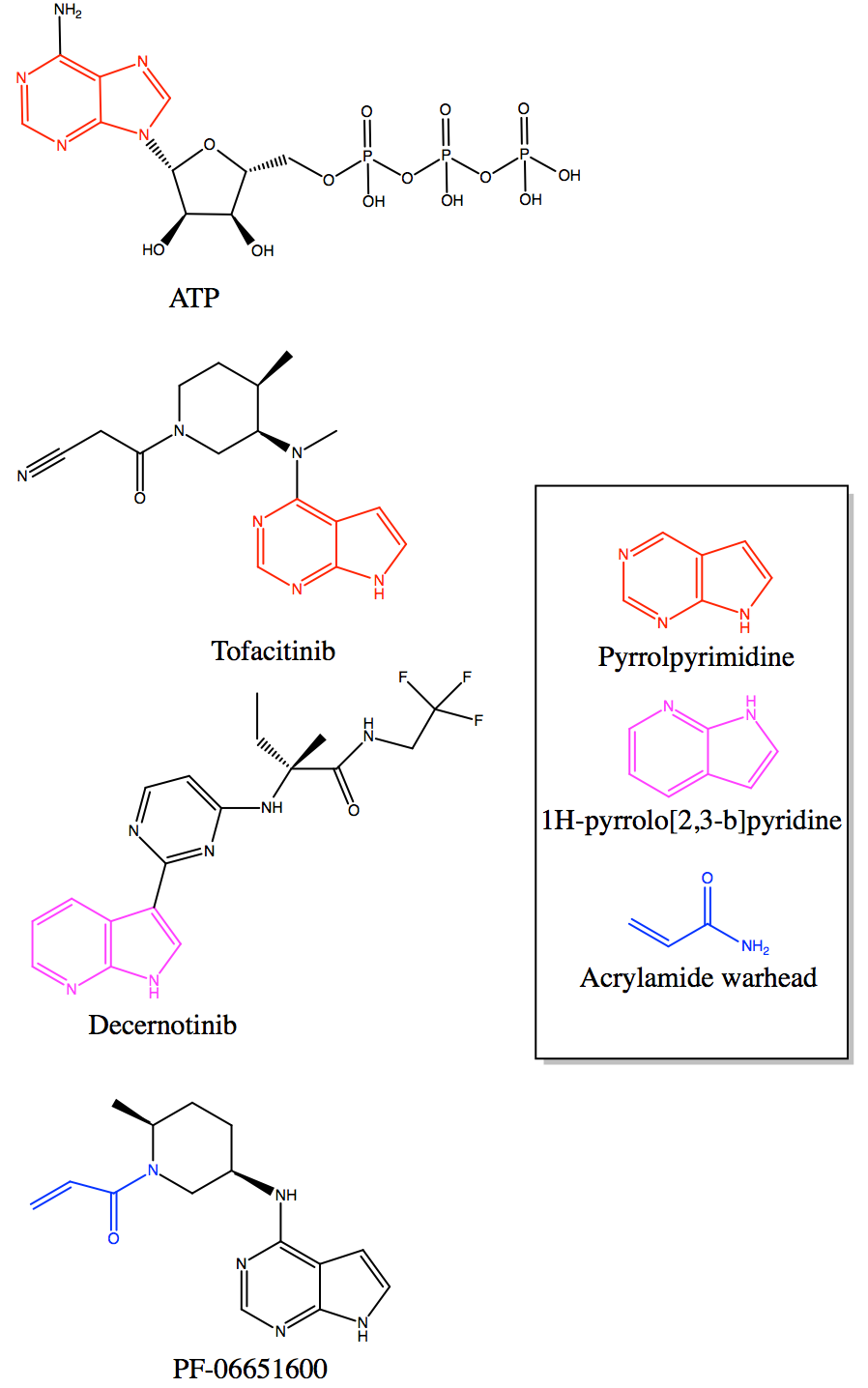 Molecular signaling cascade: receptor binding, phosphorylation kinetics, and transcriptomic activation.
