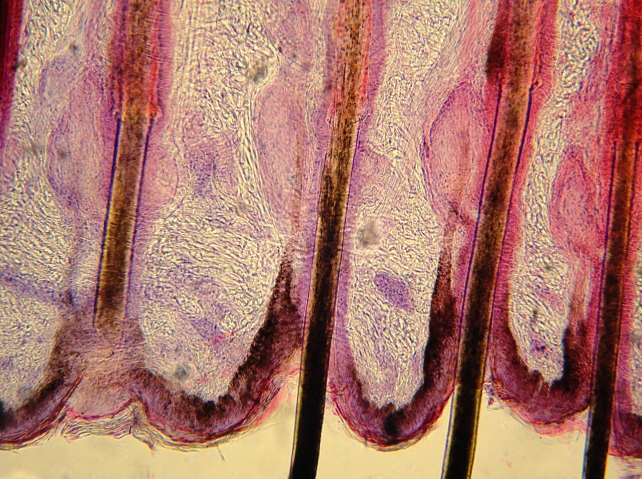 Fluorescence microscopy tracking cellular viability, dermal sheath integrity, and vascularization.