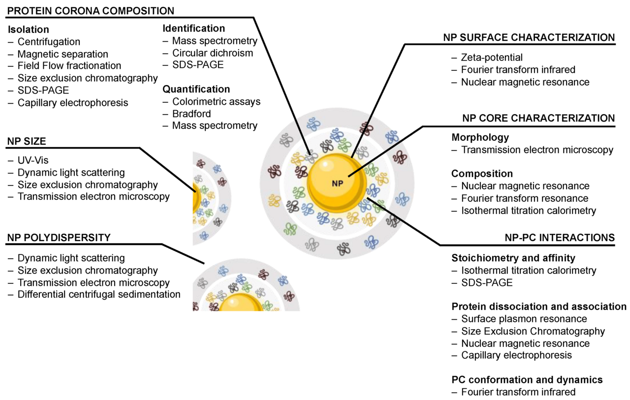 Interaction of acetylcholinesterase with silver nanoparticle
