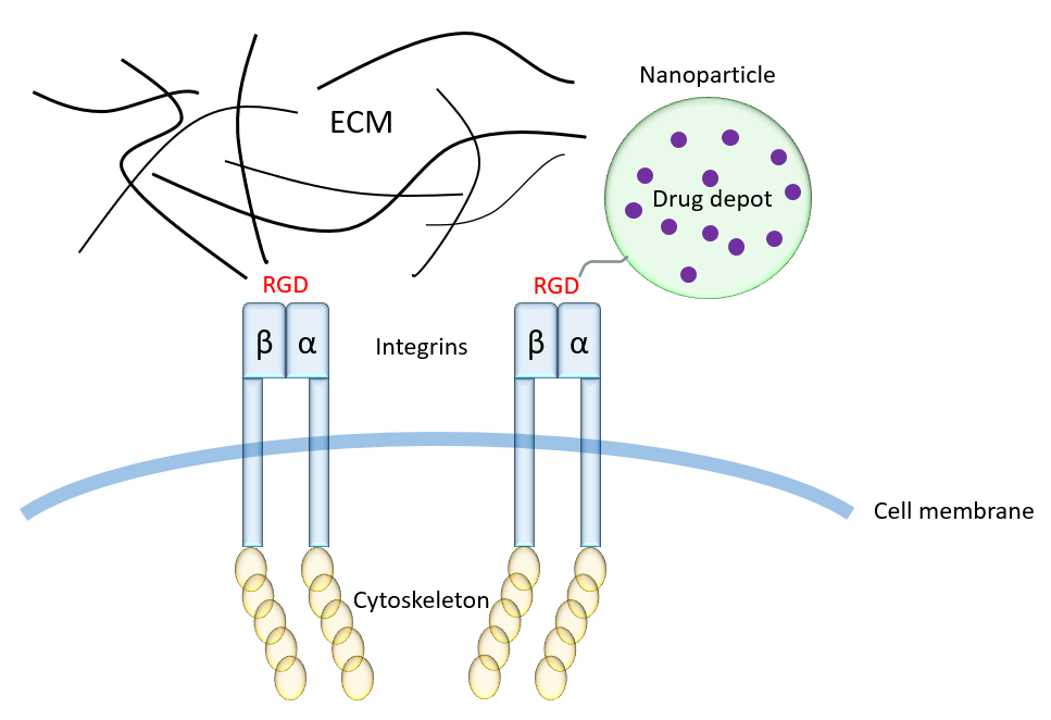 Scheme representation of the dynamic formation of nanoparticle–protein corona complex. Proteins in the inner layer have high affinity for the nanoparticle surface and form the hard corona. The proteins in the outer layer form the soft coron