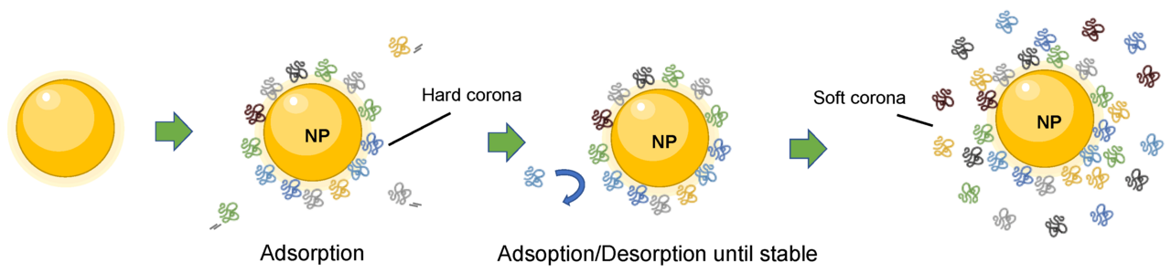 Nanoparticles and New Hair: The Nitric Oxide Connection