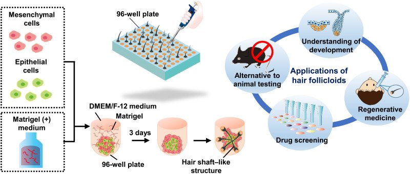 Can Reversing Biological Age Cure Hair Loss? Inside Japan's Unlimited Hair Germs and the Top 3 Cellular Anti-Aging Trials