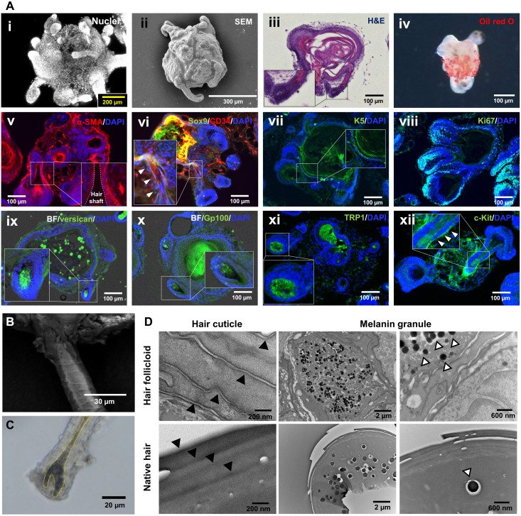Scanning electron microscopy (SEM) of bioengineered hair follicloids showing distinct cuticle scale patterns and hair shaft emergence.