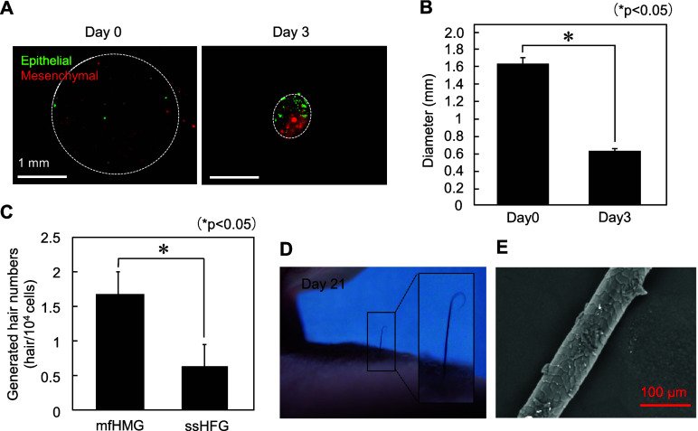 In vivo transplantation results: 100% hair sprouting efficiency and continuous cycling from bioengineered hair follicle germs.