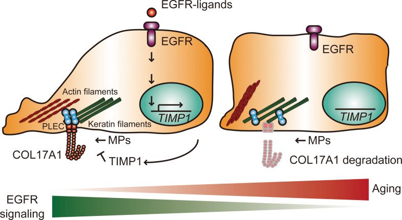 Stem cell competition and aging: DNA damage triggers COL17A1 degradation, forcing stem cells to detach and miniaturize.