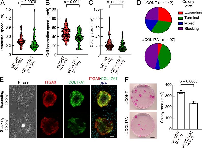 Rescuing Collagen 17A1 expression halts stem cell miniaturization, thickens the dermis, and restores epidermal regeneration.
