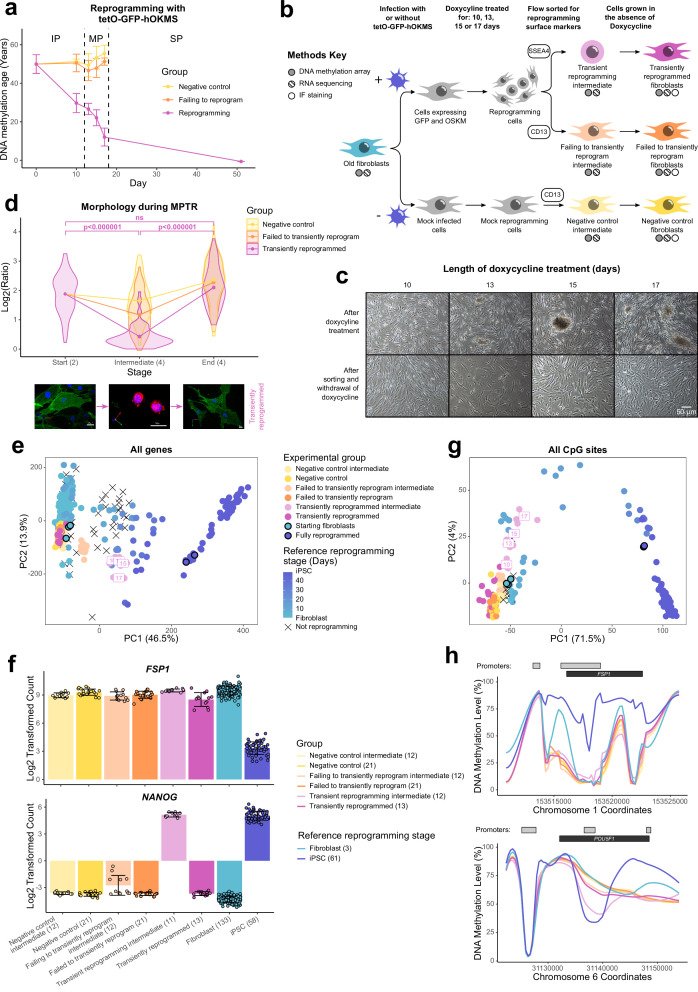 DNA methylation clock (Horvath clock) rewound by 30 years in human dermal cells following maturation-phase transient reprogramming.