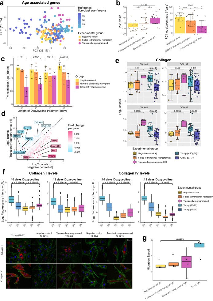 Restoration of youthful transcriptome and pro-collagen type I (COL1A1) synthesis in rejuvenated human skin fibroblasts.