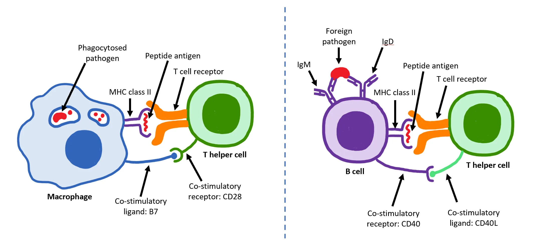 T-helper cells drive the autoimmune attack on follicles that JAK inhibitors interrupt.