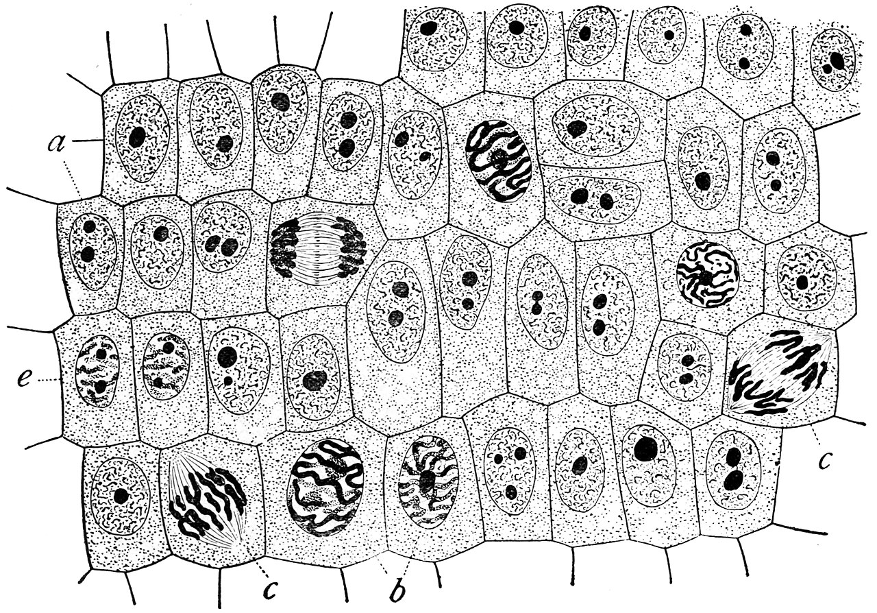 Original figure legend: "General view of cells in the growing root-tip of the onion, from a longitudinal section, enlarged 800 diameters. a . non-dividing cells, with chromatin-network and deeply stained nucleoli; b . nuclei preparing for division (spireme-stage);