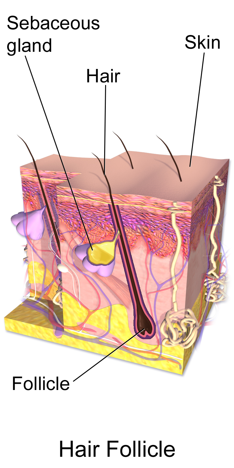The 2030 Hair Cure Roadmap: Which Technology is Closest to Approval?