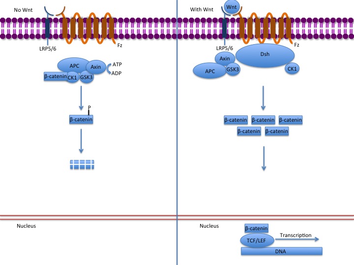 The Elusive Promise of Samumed SM04554: Unpacking the Wnt Activator's Disappointing Journey