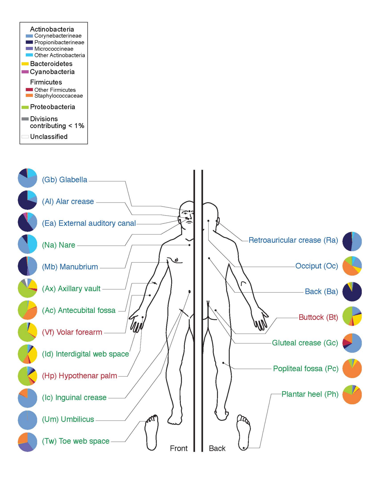 The Scalp Microbiome Transplant Revolution: Can Bacteria Restore Our Locks?