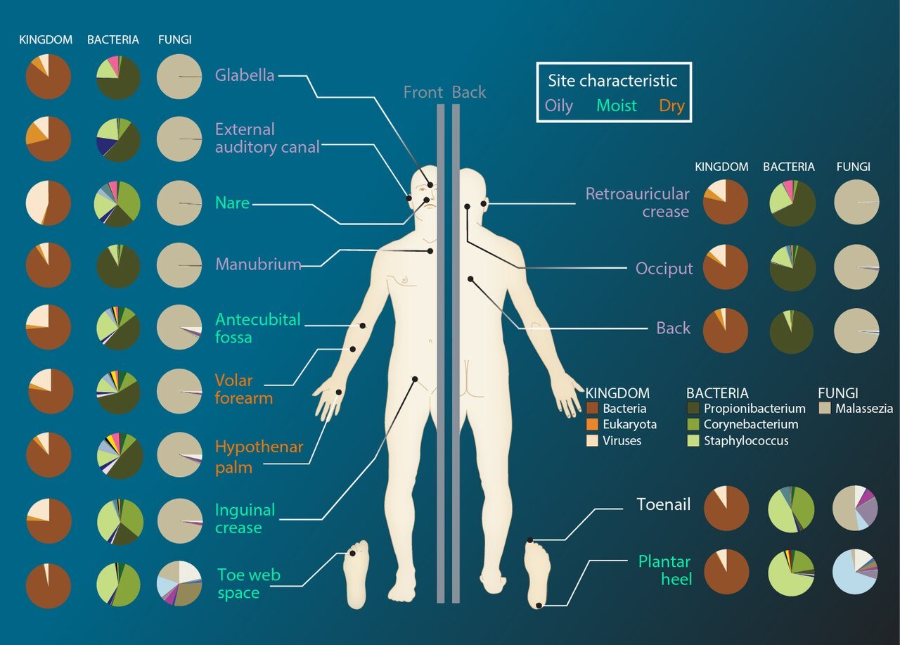 Quantitative hair shaft diameter and terminal hair count tracking across clinical trial timelines.