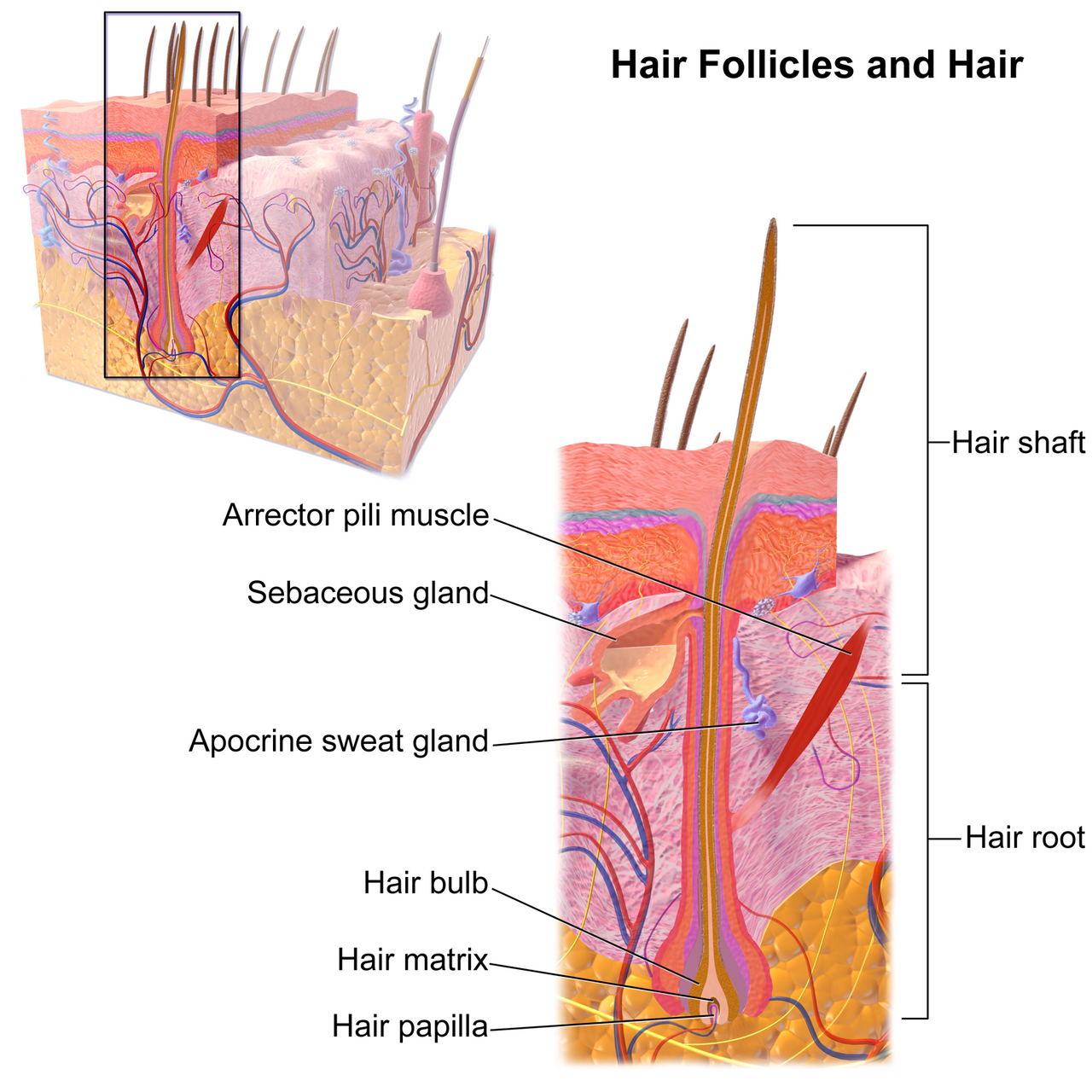Unraveling Follica's Skin Disruption Technique: A New Path to Hair Regrowth