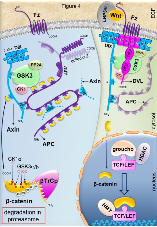 Wnt/β-catenin signaling pathway: In the presence of Wnt, intracellular beta-catenin level is increased because the normal degradation process is inhibited. This leads to increased bone formation. This process does not occur in the absence o