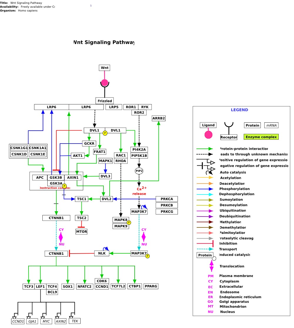 Canonical and non-canonical Wnt signaling pathways. FZD, Frizzled; LRP 5/6, low-density lipoprotein receptor-related protein; DVL, Disheveled; CK1, casein kinase 1α; GSK3β, glycogen synthase kinase 3β; β-cat, β-catenin; APC, adenomatous pol
