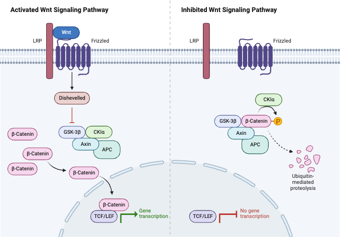 Figure 1 Sclerostin: an inhibitor of canonical Wnt signaling pathway. Wnt-LRP5/6-Fz complex elicits a molecular cascade that transfer Axin-mediated destruction complex, which is essential to β-catenin degradation, to the plasma membrane. In