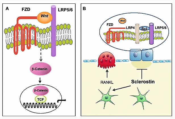 Figure 1. Schematic presentation of the canonical Wnt-signaling pathway and of the effect of sclerostin on bone cells. a Wnts bind to the receptor complex of frizzled (FZD) and LRP5/6, prevent the degradation of beta-catenin, and increase its accumulation in the cytoplasm; beta-c