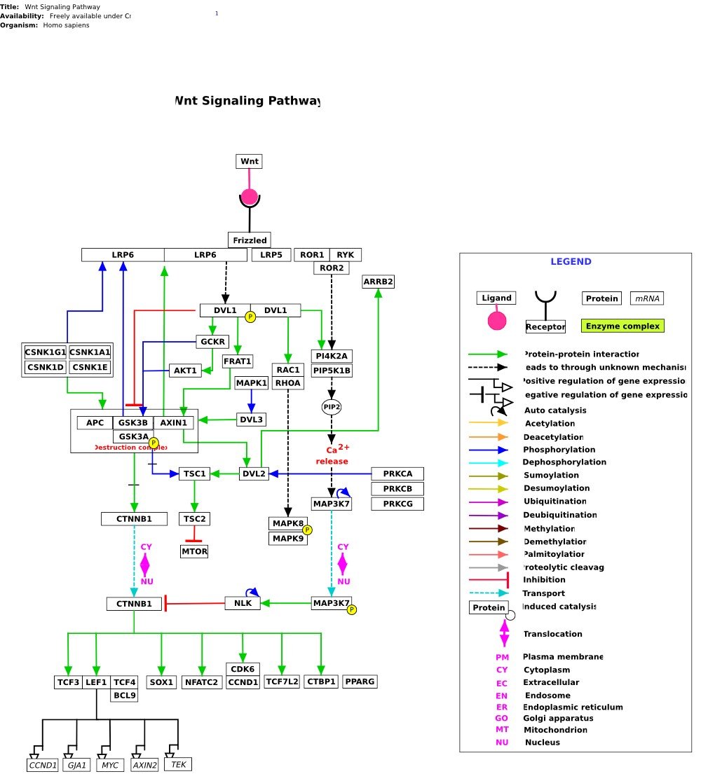 Micro-computed tomography and follicular depth analysis during active anagen growth phase.