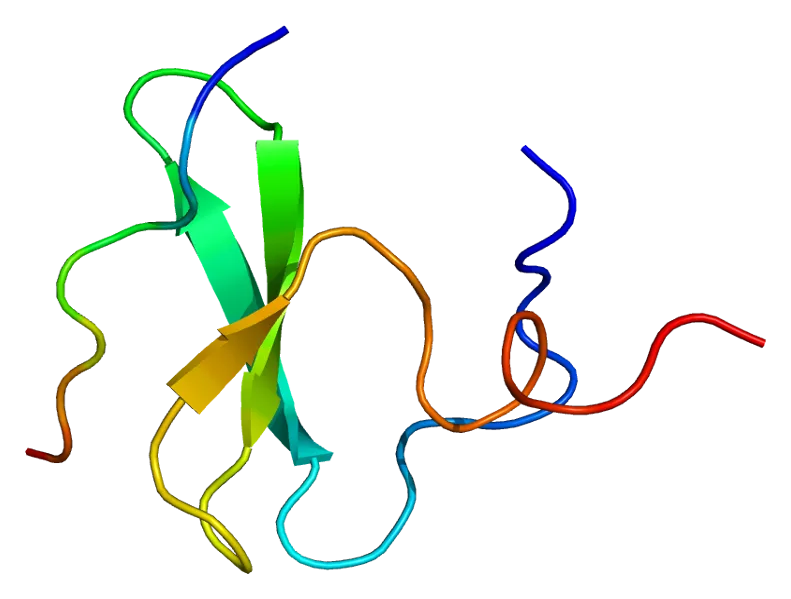YAP, the mechanotransduction effector that verteporfin inhibits.