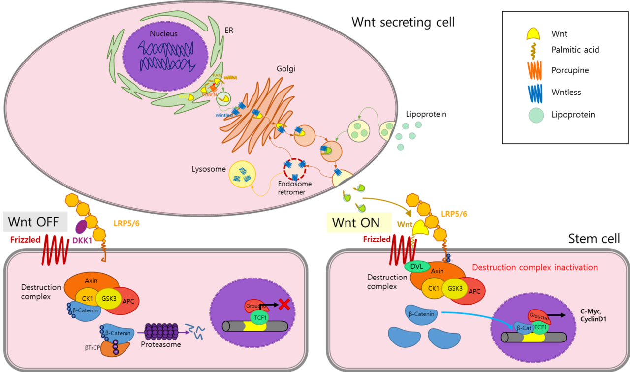 WNT signaling pathways in CRC. Accumulation of secretory Wnt ligands leads to the interaction between FZD and LRP, resulting in the activation of the DVL protein. The DVL is activated and phosphorylated and translocated to the FZD receptor.