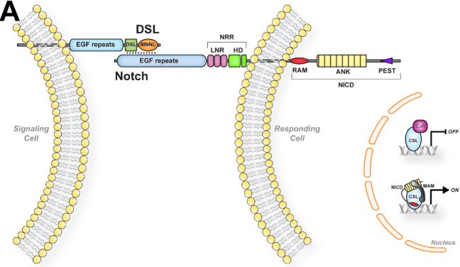 When wingless signaling is activated wnt binds to a complex which inhibits the destruction complex. This results in the accumulation of beta catenin. When this occurs, beta catenin enters the nucleus and binds to the TCF promoter, recruitin